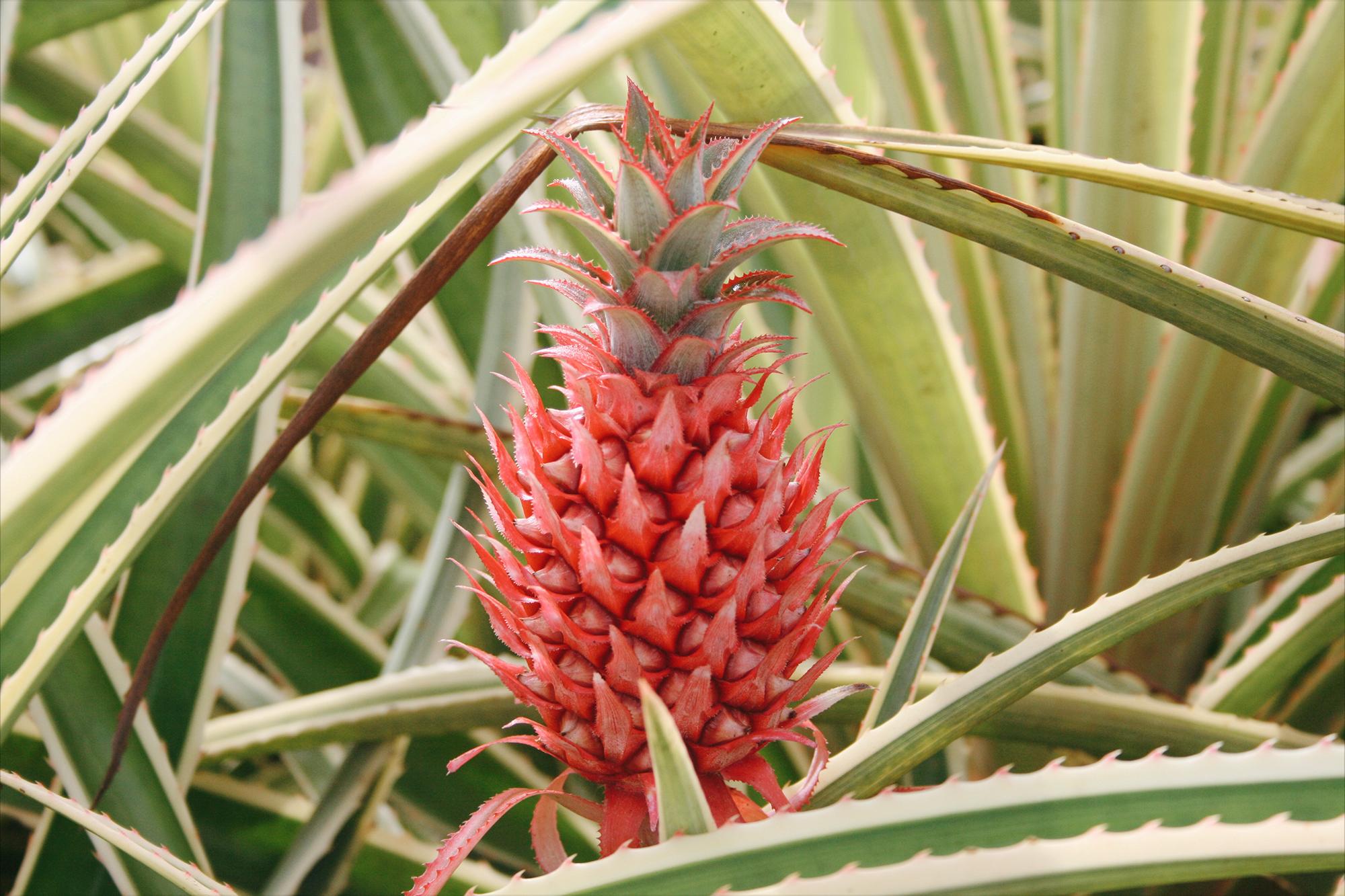 口感最好的凤梨菠萝,菠萝有哪些好吃的