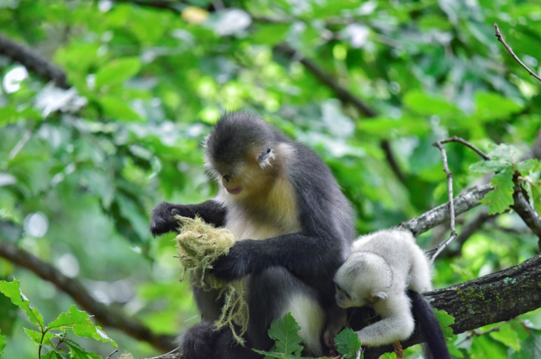 一个云南人如何成为最多产的“西方”博物学家?