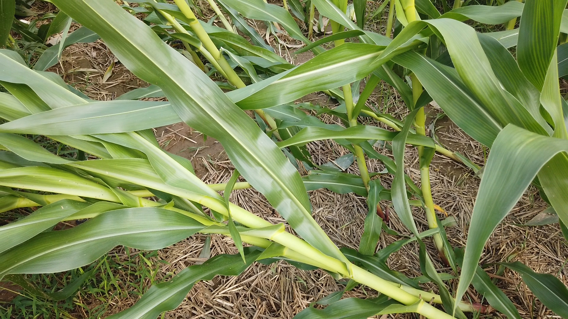 玉米高产控旺的最佳时间,打玉米控旺药上午打还是下午打好