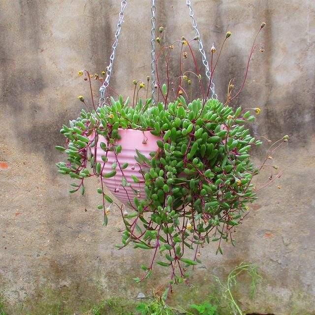 绿萝垂吊正确养法,家庭垂吊植物