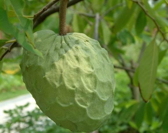 澶х洰鐑甫閲婅喀鏋滅暘鑽旀灊,鐣崝鏋濆拰鑽旀灊鏄竴鏍锋按鏋滃悧