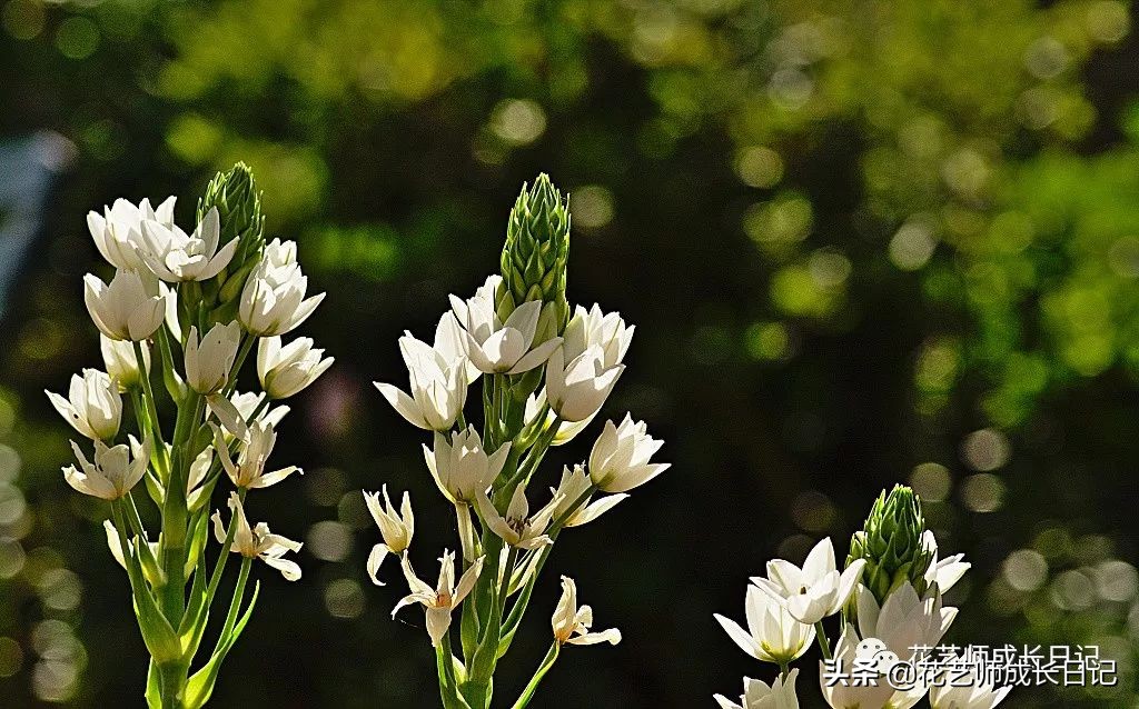 每日一花|伯利恒之星,可用于治疗癌症,洁白可爱