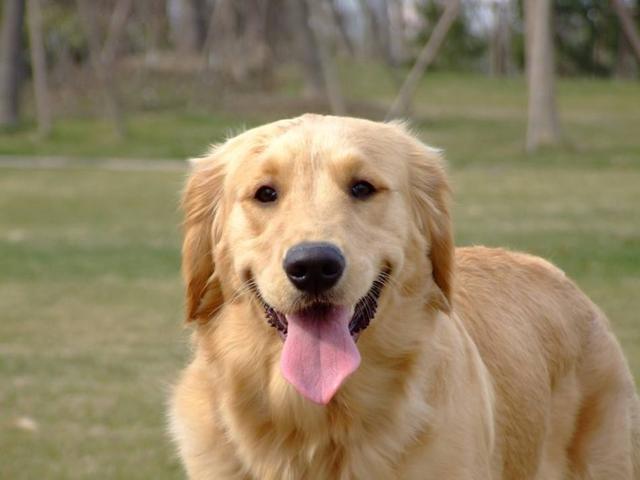 排名前十好养性格温和的狗狗,建议新手养的10种宠物狗