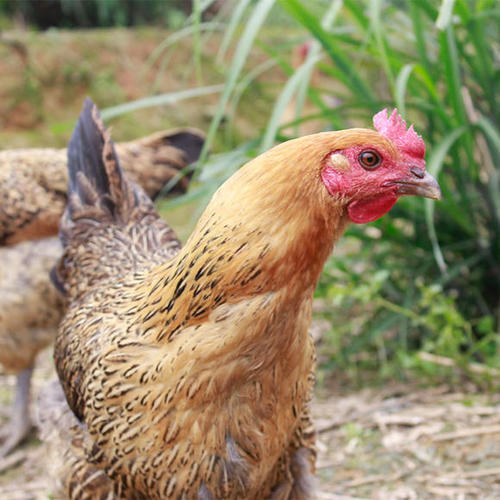 优质土鸡品种有哪些,湖南养土鸡什么品种最好