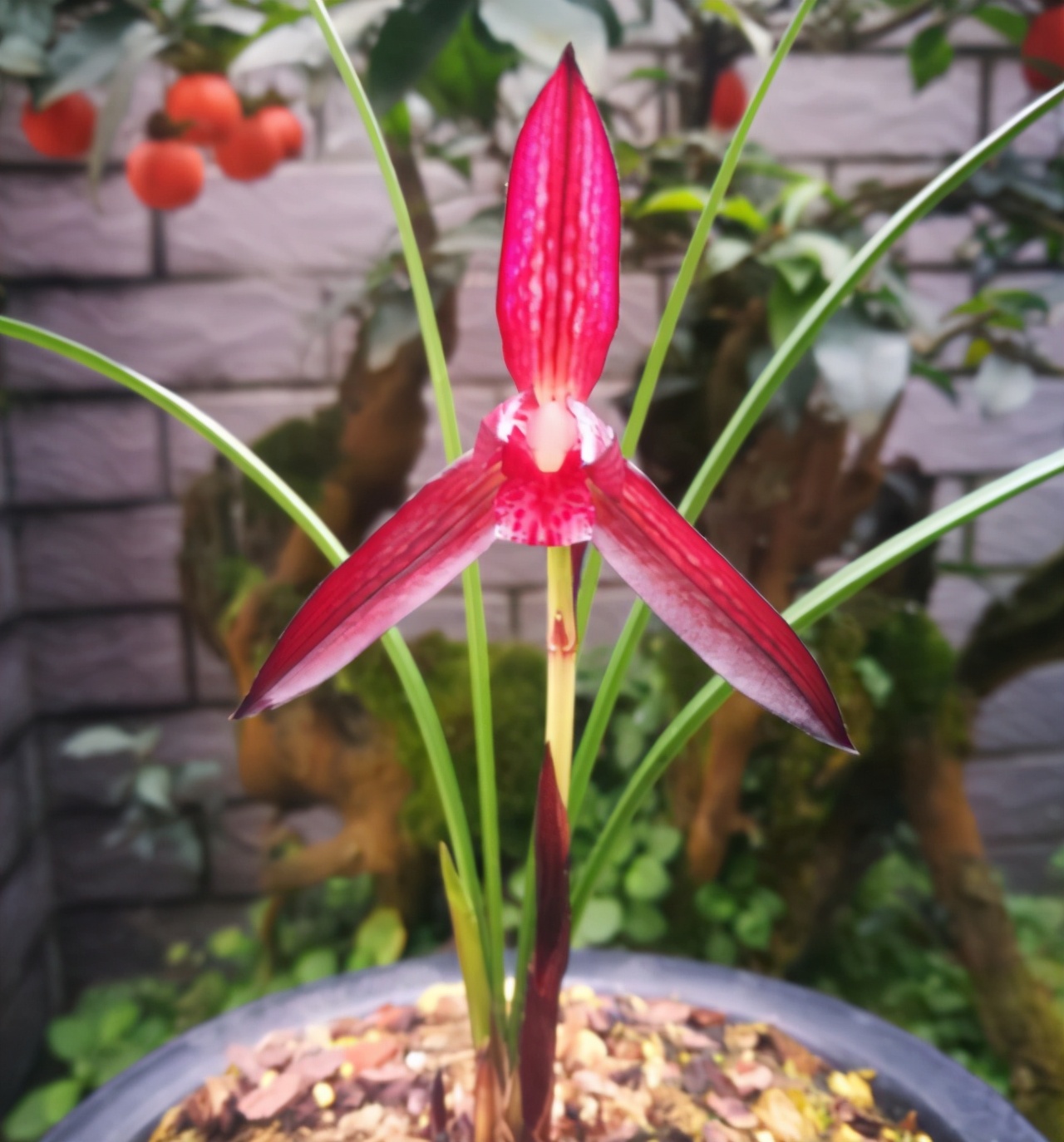 此兰被誉为“贵州第一红素”，红杆红花，兰香浓郁，新手也能养好