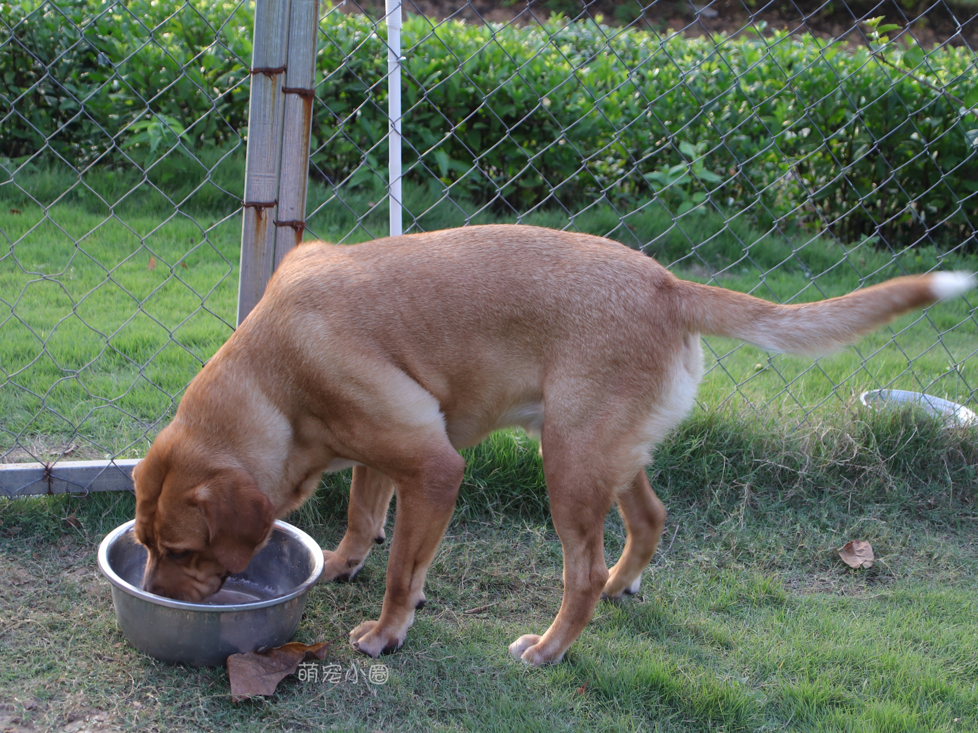 宠主们这8种水不能长期给狗狗喝,兽医表示:长期喝等于慢性自杀