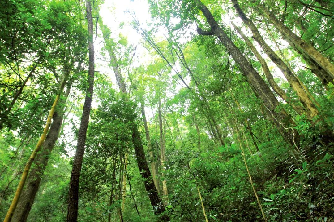 封开县黑石顶原始森林保护区,广东封开黑石顶北回归线上的绿洲