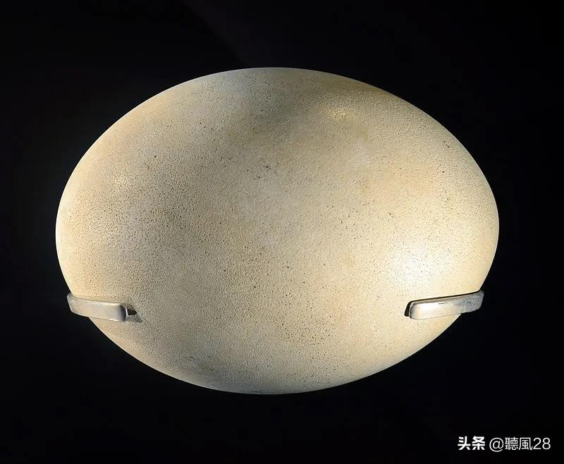 足球那么大的蛋，孵出世界上最肥的鸟