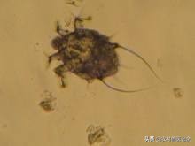 猫狗皮肤病怎么处置,宠物猫狗身上痒怎么办