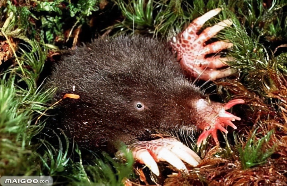 10大长相比较奇怪的动物,你认识多少种长相奇怪的动物