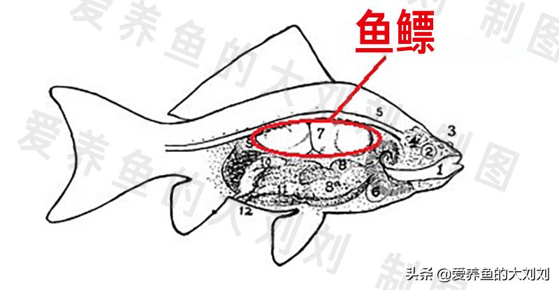 金鱼失鳔的原因及治疗方法,金鱼失鳔翻肚的治疗
