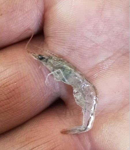 南美对虾怎么防治肠炎,治疗对虾肠炎最快有效方法