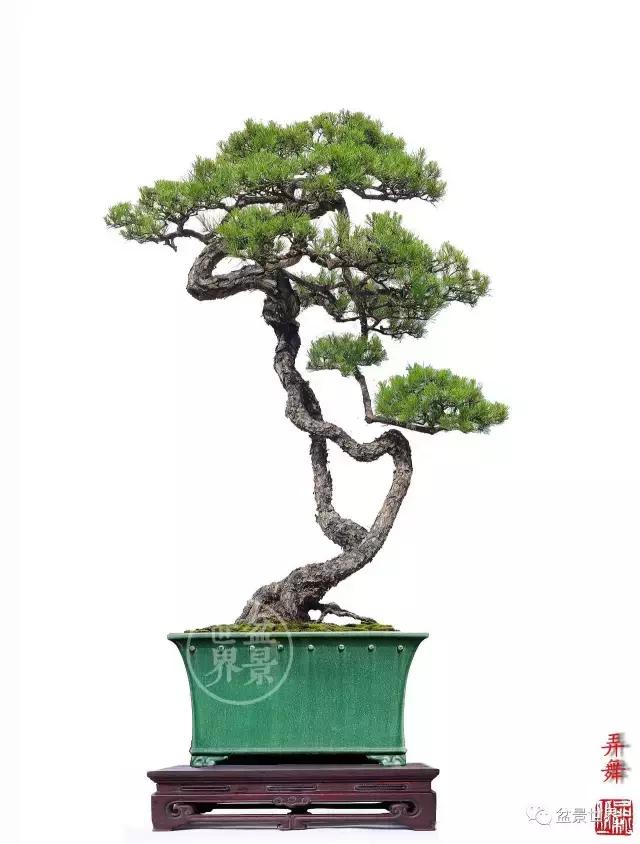 翠鸟根艺石头盆景艺术分享,奇形怪状极品根艺盆景图片