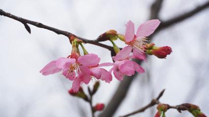 珠海春节游玩的地方有哪些,春节珠海旅游最佳攻略