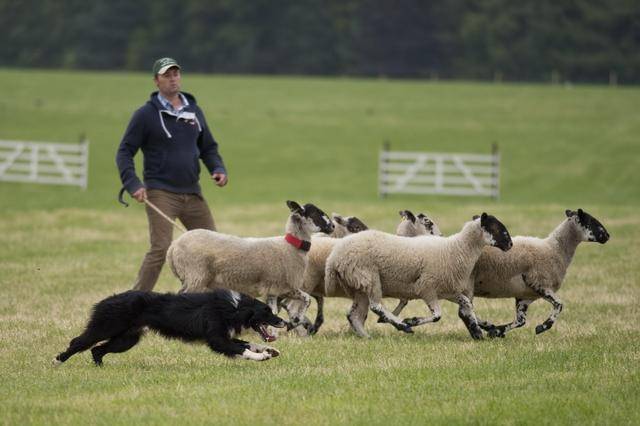边境牧羊犬bordercollie,纯种血统边境牧羊犬的特点