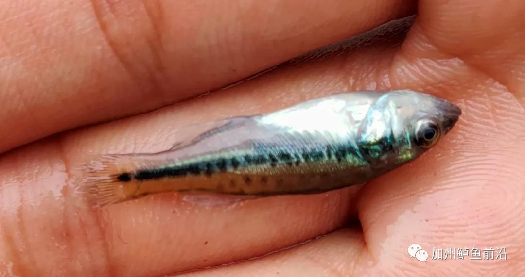 加州鲈病症治疗,加州鲈熟身怎么预防