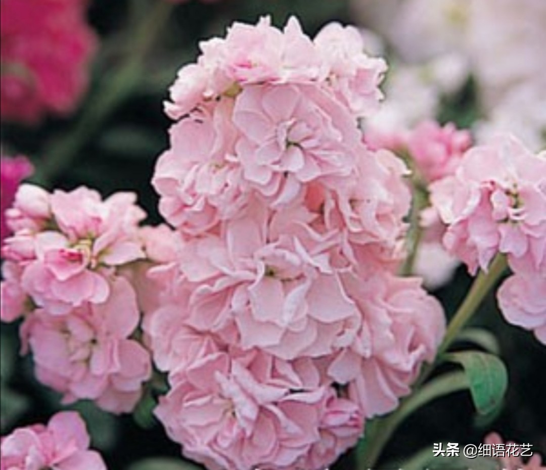 紫罗兰为什么是最尊贵的,拿破仑最喜欢的紫罗兰花