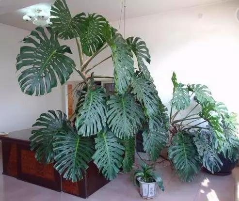 室内适合种植的盆栽可以净化空气,卧室内适合养的18种植物有哪些