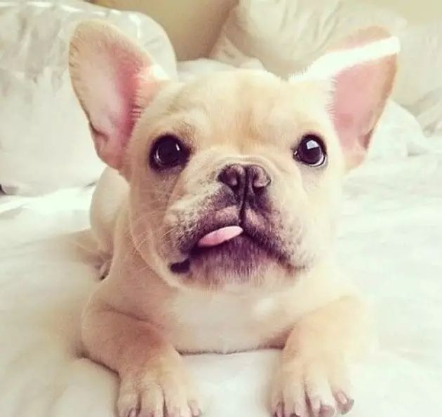 法斗和巴哥哪个好养,新手养法斗和巴哥哪个好养