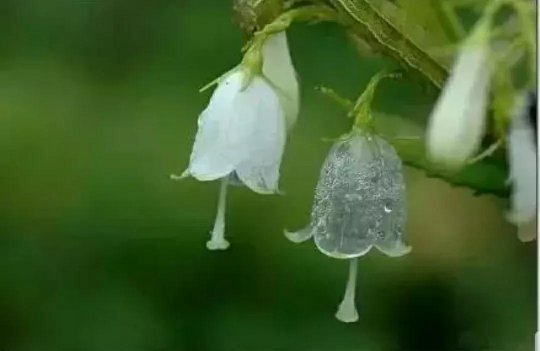 神秘变色花：一下雨就隐形又透明，芳踪难觅！和你捉迷藏的美人花