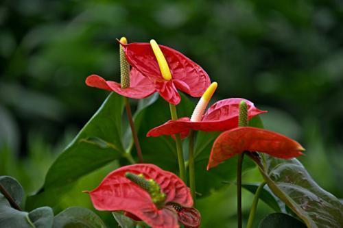 红掌花朵萎蔫的原因,红掌刚出头就干枯是怎么回事