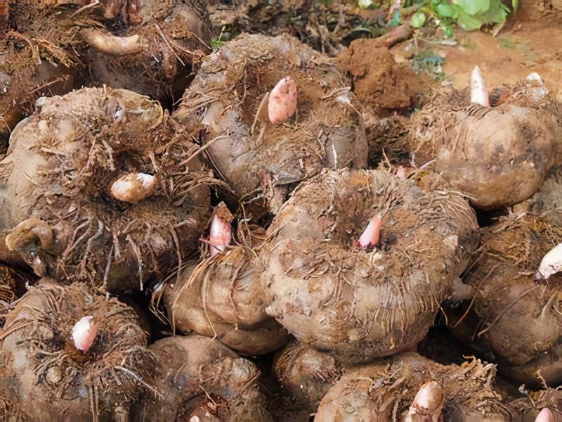 整个株都有毒,在我国已有3000多年历史,到国外竟是优质食材