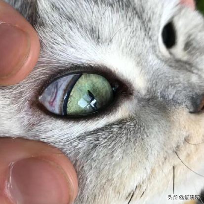 每天15分钟,医生手把手教你做17项猫咪全身检查