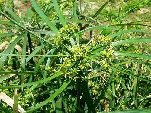 那些常见却叫不上名字的野花野草,常见的野花野草却是农家之宝