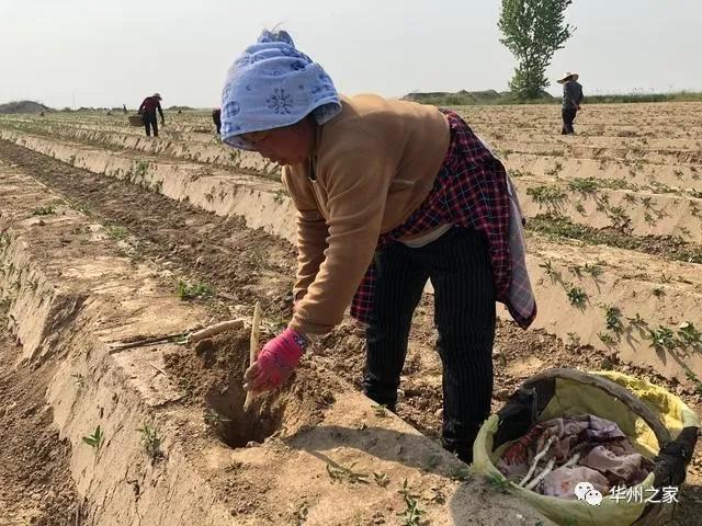 华州区这里出土“白象牙”，种一次可连续采10年到15年！