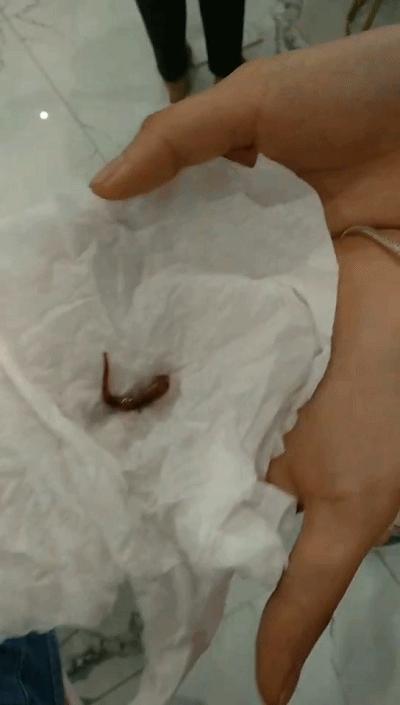 罚员工吃蚯蚓事件续,被罚生吃蚯蚓后续