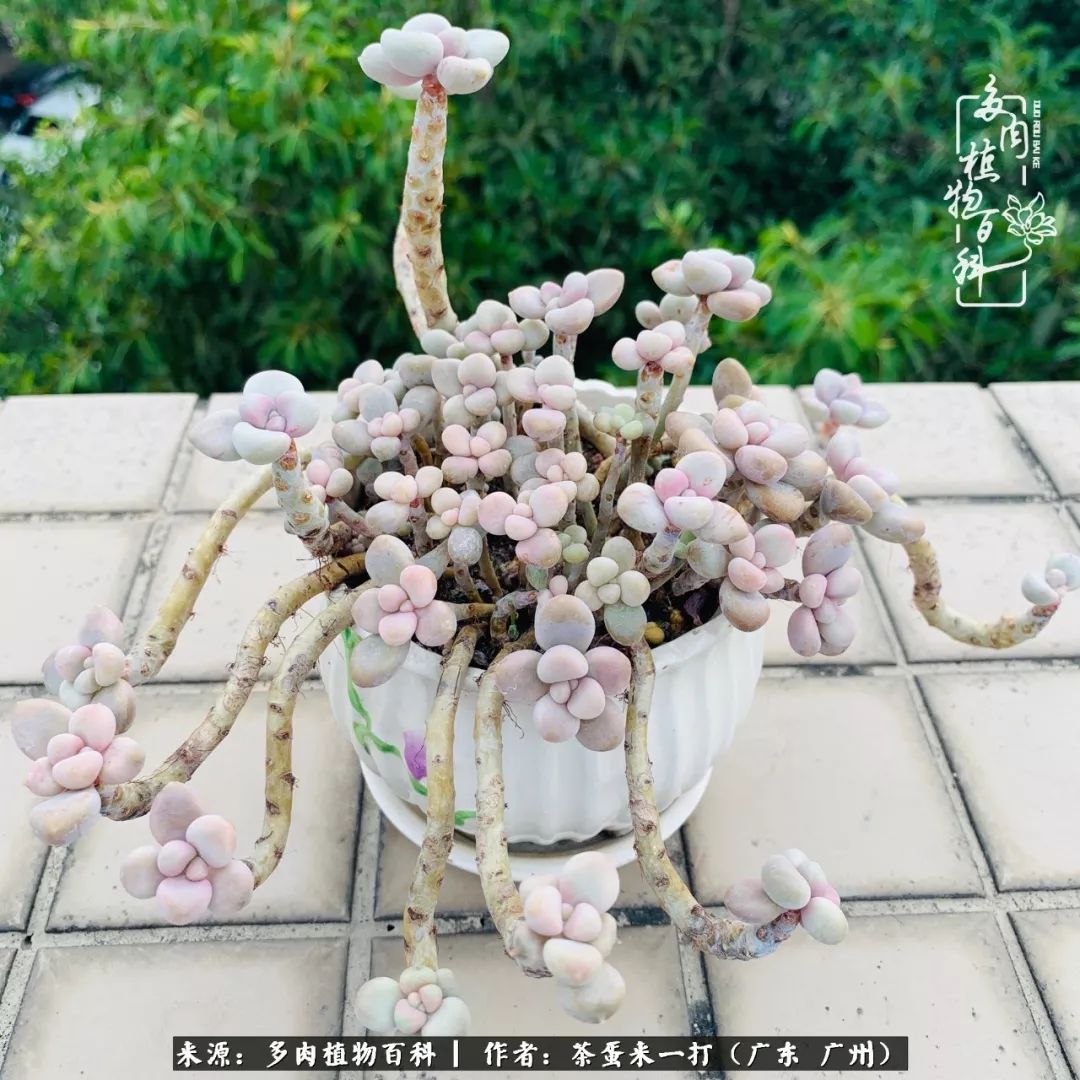 在冬日阳光下,记一个多肉小白的养肉历程