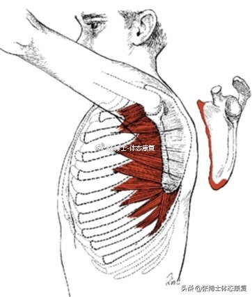 体态矫正翼状肩胛训练,翼状肩胛骨如何矫正