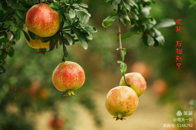 石榴一般几月份熟,石榴怎么判断熟了