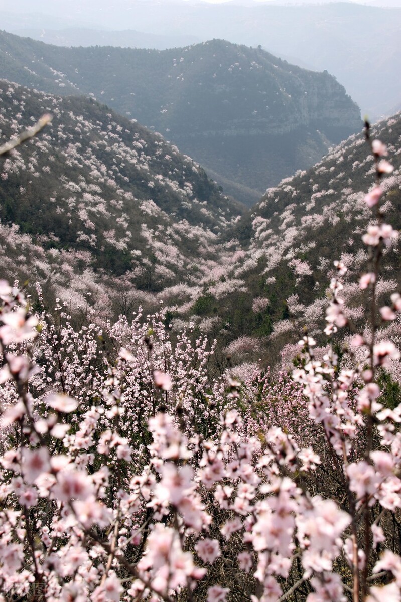 【格律诗词五首】山阴桃花