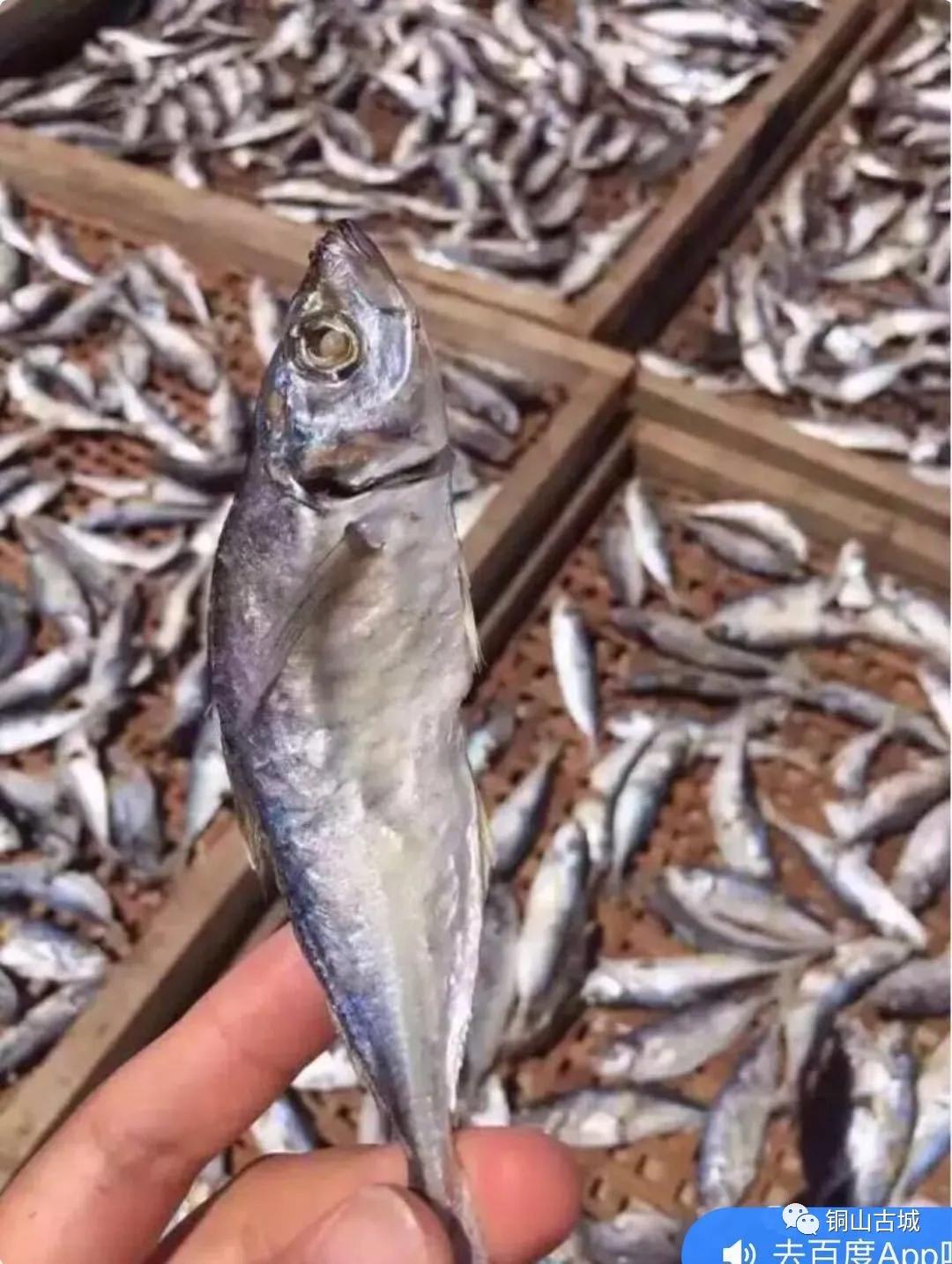 东山县巴浪鱼,东山巴浪鱼为什么比野生的贵