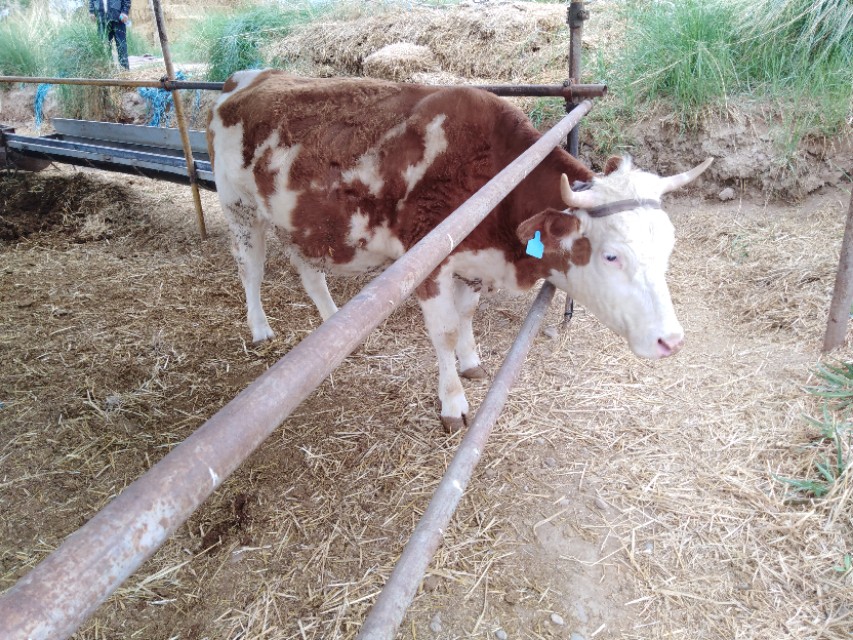 母牛胎衣不下应该怎么处理,母牛产后五天胎衣不下怎么办