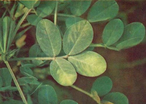 花生高产必需的微量元素,花生生长期需要哪些微量元素