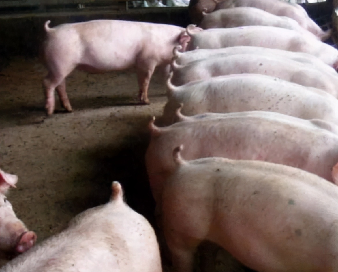 母猪身上有死皮怎么治疗,母猪身上有很多死皮怎么治疗