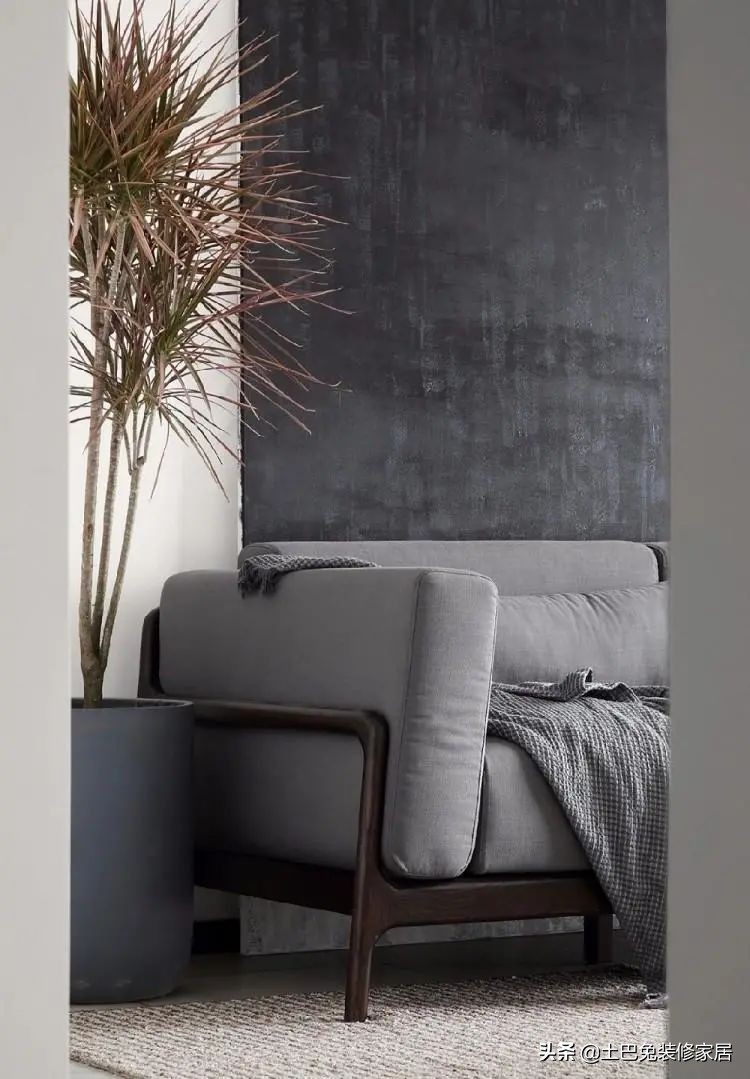 十款居家可养的植物,招财又好养的植物