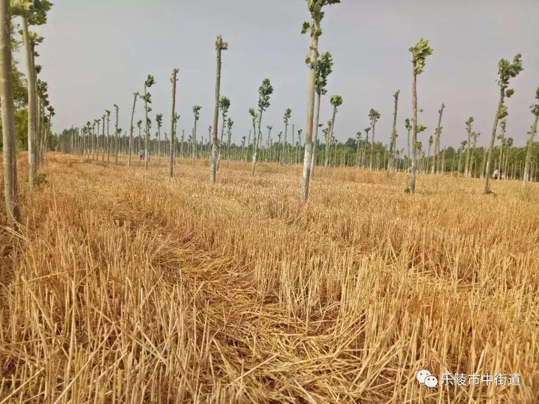 重点工作周报,街道工作周报