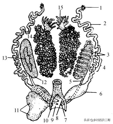 农业部对人工养殖牛蛙的最新规定,养殖牛蛙跟公司合作模式