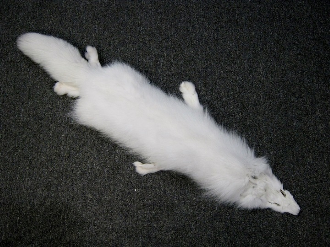 北极海冰融化怎么办,海冰融化