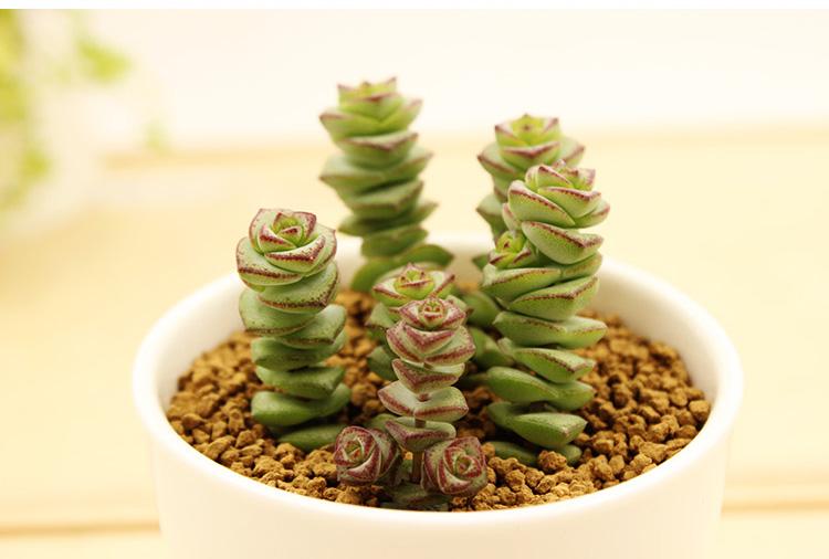 家里招财的盆栽有哪些,家里摆什么盆栽招财最好