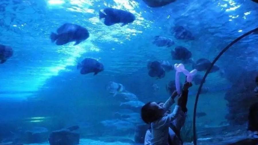 小梅沙海洋公园海底世界开放了吗,小梅沙海洋公园海底世界