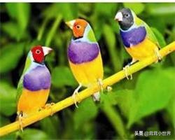 国内允许饲养的鸟一览表,中国合法允许饲养的大型鸟