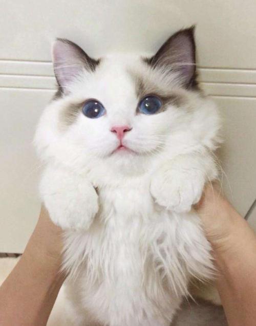 猫咪不能勤洗澡怎么清洁,猫咪不怕洗澡可以经常洗吗