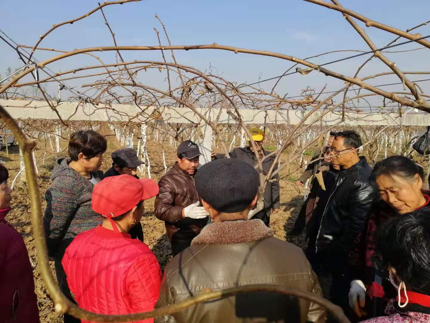 猕猴桃冬季修剪需注意的4个问题,吕岩猕猴桃冬季修剪视频