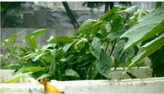 油瓶种辣椒,用废塑料油瓶种植辣椒方法