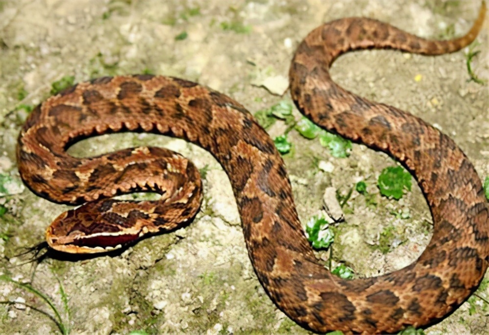 捕蛇奇人,湖南捕蛇奇人视频