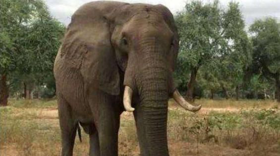 为什么大象不停撞树,一只大象从山上往下撞到了树上